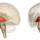 The location of the thalamus in the human brain.